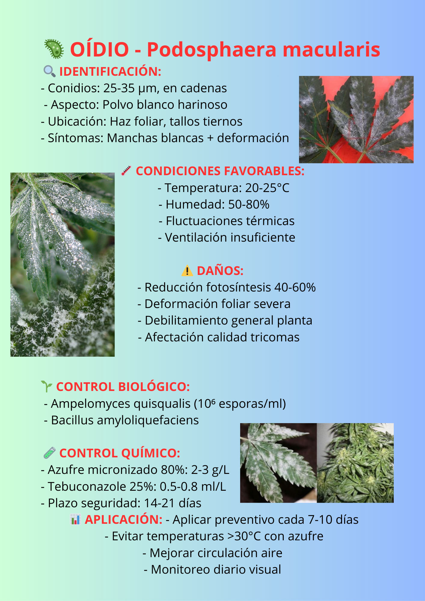 Podosphaera macularis